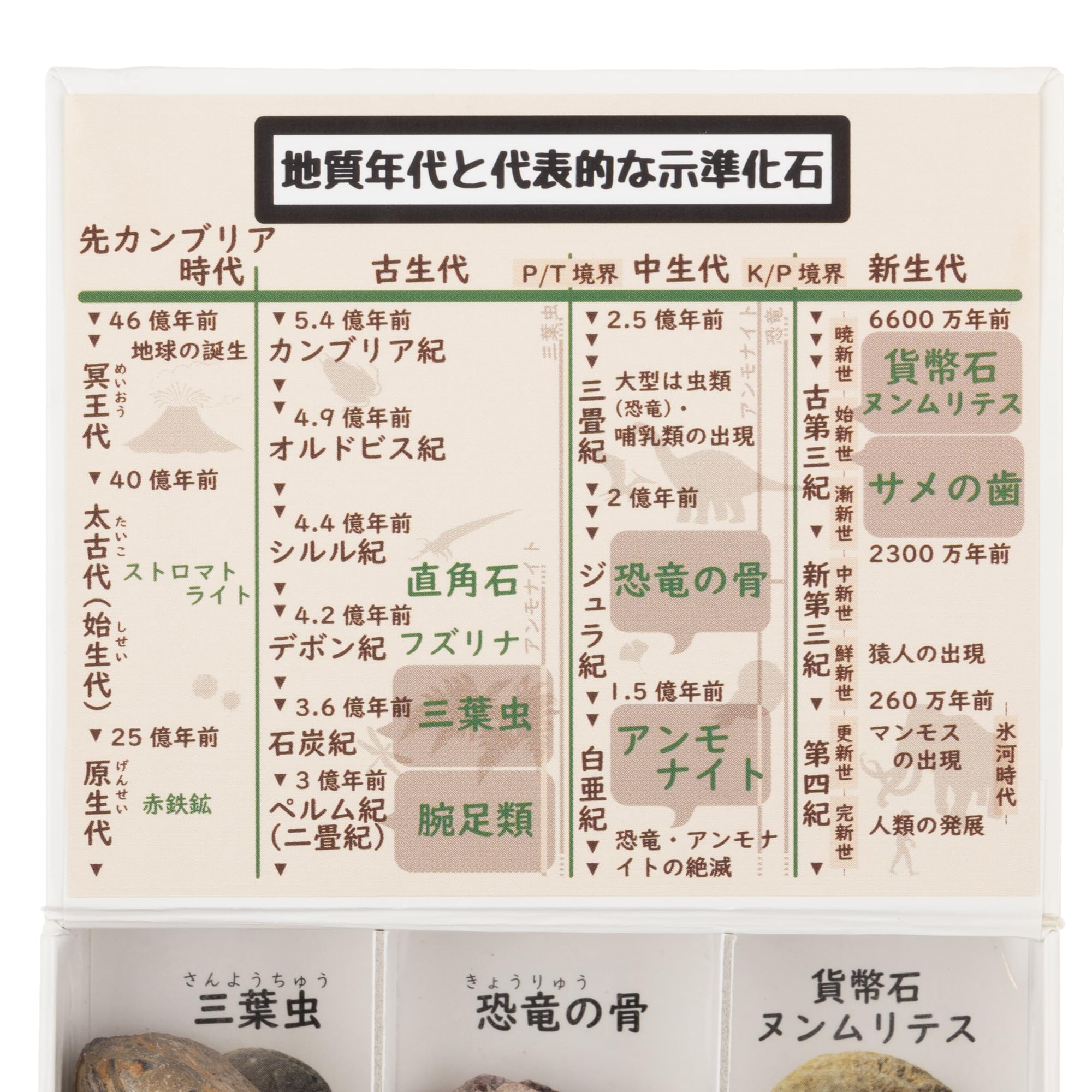 カニ　化石　博物館　地学　標本　甲殻類　勉強資料 カニ 化石 博物館 地学 標本 甲殻類 勉強資料